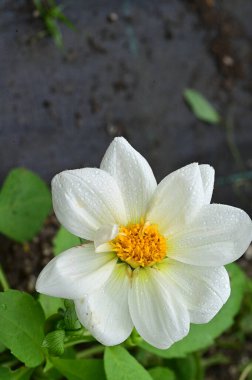 Bahçedeki güzel beyaz çiçekleri kapat.