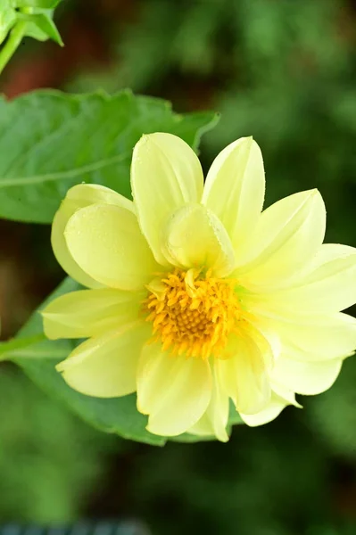 Vista Vicino Bellissimi Fiori Gialli Giardino — Foto Stock