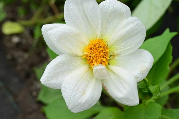 close up view of beautiful white flowers in the garden