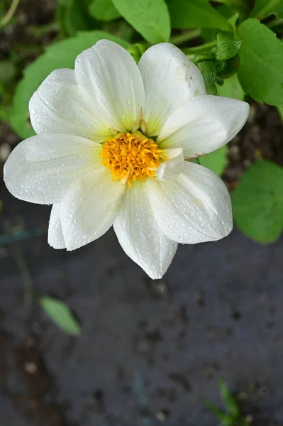 Close Uitzicht Mooie Witte Bloemen Tuin — Stockfoto