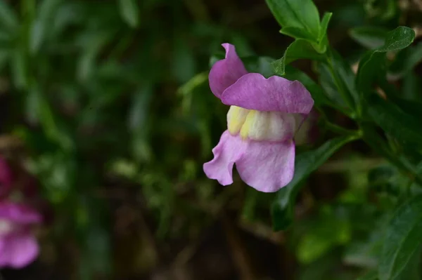 Close View Beautiful Pink Flowers Garden — Stockfoto