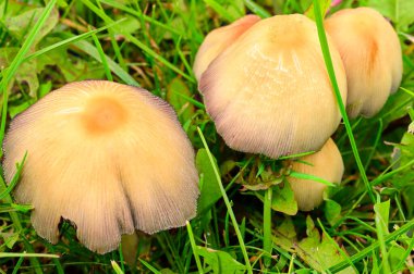 Yerde büyüyen mantarların yakın plan çekimi.