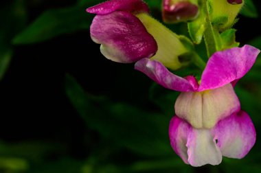 Bahçedeki güzel pembe çiçeklerin yakın görüntüsü