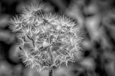 Karahindiba tohumları, top, yaklaşın.