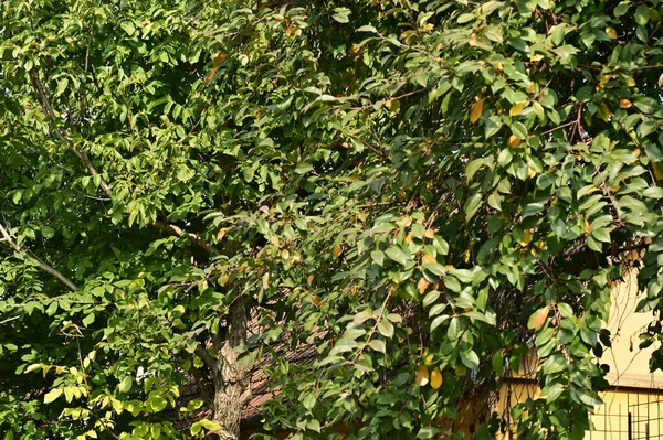 Jesienne Drzewa Liśćmi Widok Bliska — Zdjęcie stockowe