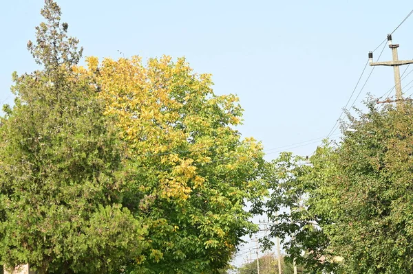 Herfstbomen Met Bladeren Van Dichtbij Bekeken — Stockfoto