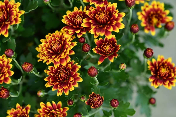 Közeli Kilátás Gyönyörű Sárga Virágok Kertben — Stock Fotó