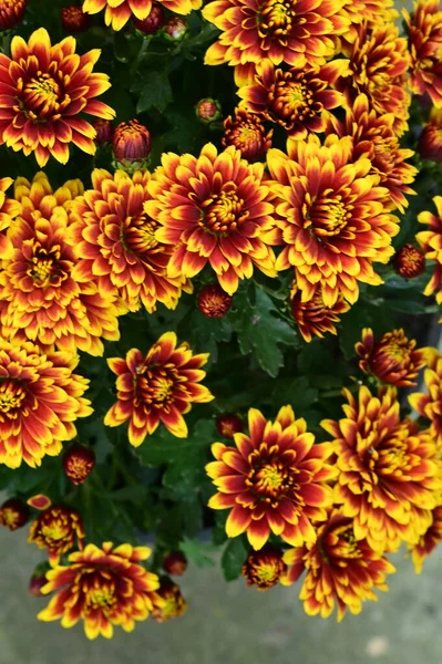 Close Zicht Mooie Gele Bloemen Tuin — Stockfoto