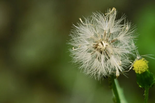 Nahaufnahme Von Löwenzahn Garten — Stockfoto