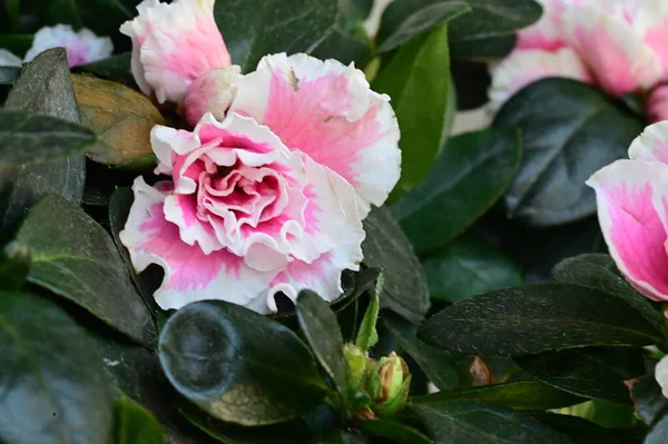 Vista Perto Belas Flores Brancas Rosa Rosa Jardim — Fotografia de Stock