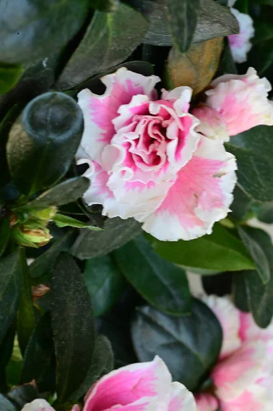 Närbild Vackra Vita Och Rosa Rosenblommor Trädgården — Stockfoto