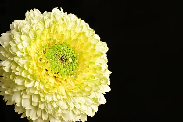 Beautiful Yellow Chrysanthemum Flower Black Background — Stock Photo, Image