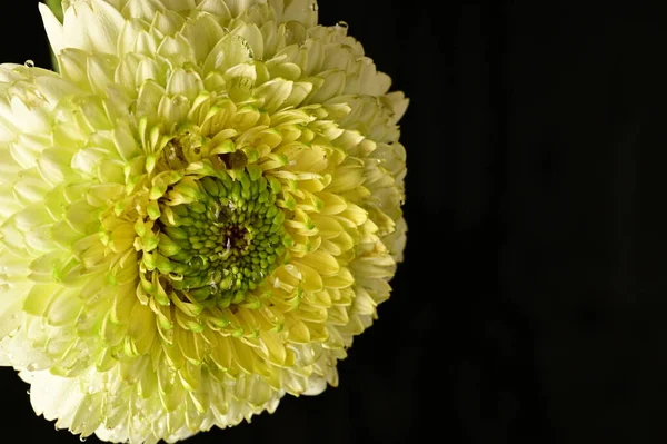 Mooie Gele Chrysant Bloem Zwarte Achtergrond — Stockfoto