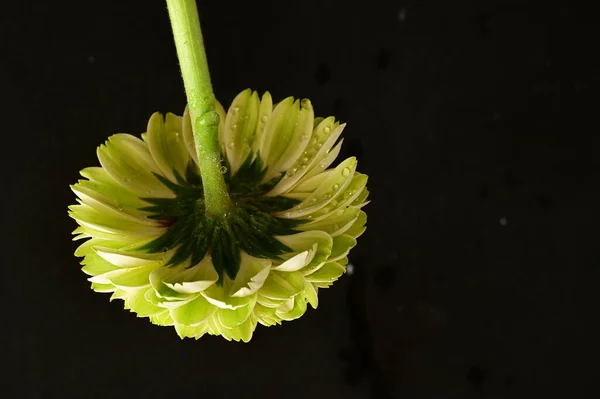 Gyönyörű Sárga Krizantém Virág Fekete Háttér — Stock Fotó