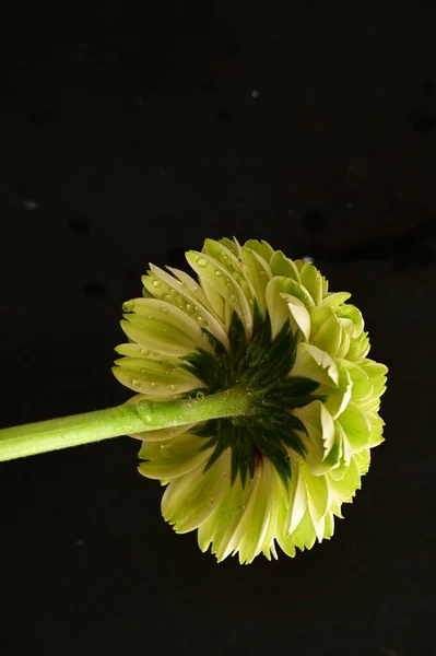 Hermosa Flor Crisantemo Amarillo Sobre Fondo Negro — Foto de Stock