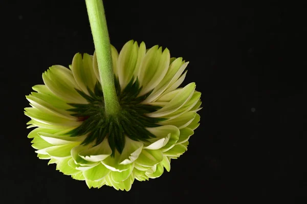 Bellissimo Fiore Crisantemo Giallo Sfondo Nero — Foto Stock