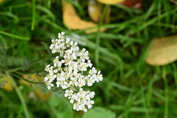 Вид Красивые Белые Цветы Саду — стоковое фото