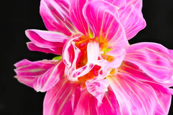 Nahaufnahme Einer Schönen Rosa Blume Auf Dunklem Hintergrund — Stockfoto
