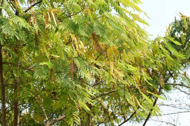 Yapraklı sonbahar ağaçları, yakın görüş