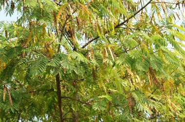 Yapraklı sonbahar ağaçları, yakın görüş