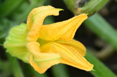 Bahçedeki güzel sarı çiçekleri kapat.