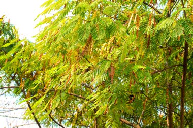 Yapraklı sonbahar ağaçları, yakın görüş