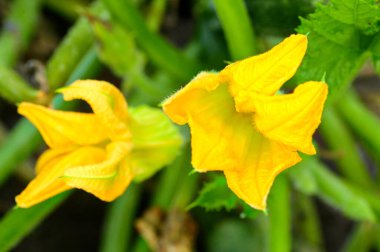 Bahçedeki güzel sarı çiçekleri kapat.