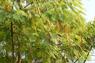 Yapraklı sonbahar ağaçları, yakın görüş
