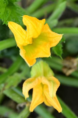 Bahçedeki güzel sarı çiçekleri kapat.