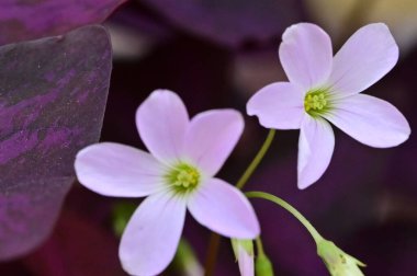 Bahçedeki güzel beyaz çiçekleri kapat.