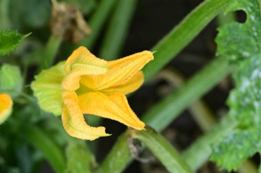 Bahçedeki güzel sarı çiçekleri kapat.