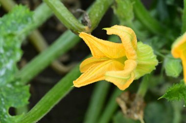 Bahçedeki güzel sarı çiçekleri kapat.