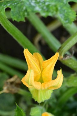 Bahçedeki güzel sarı çiçekleri kapat.
