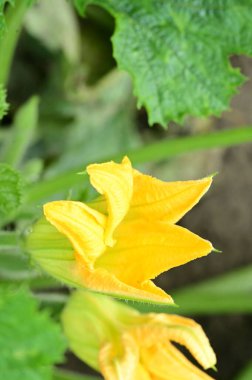 Bahçedeki güzel sarı çiçekleri kapat.