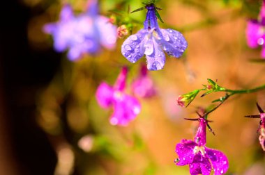 Bahçedeki güzel mor ve pembe çiçeklerin yakın görüntüsü