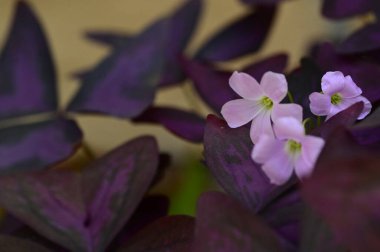 Koyu mor yapraklı küçük pembe çiçekler.
