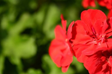 Bahçedeki güzel kırmızı çiçekleri kapat.