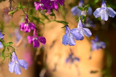 Bahçedeki güzel mor ve pembe çiçeklerin yakın görüntüsü