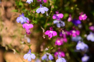 Bahçedeki güzel mor ve pembe çiçeklerin yakın görüntüsü