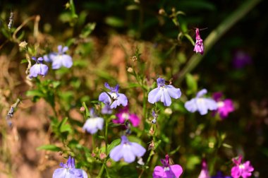 Bahçedeki güzel mor ve pembe çiçeklerin yakın görüntüsü