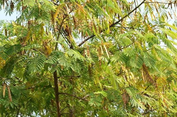 Yapraklı sonbahar ağaçları, yakın görüş