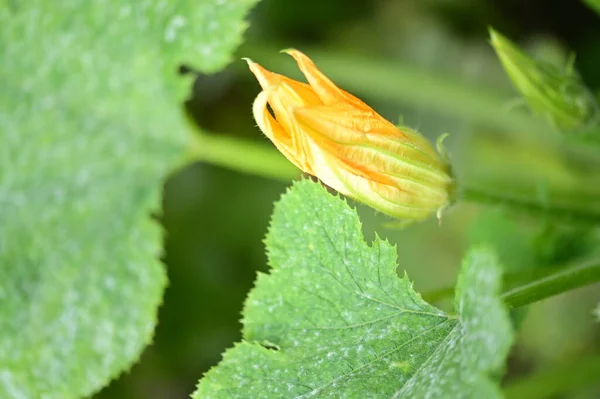 Närbild Vackra Gula Blommor Trädgården — Stockfoto