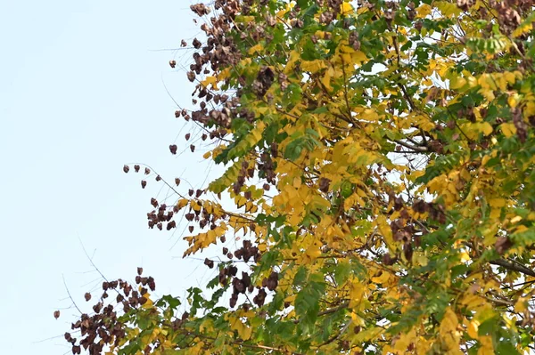 Árvores Outono Com Folhas Vista Close — Fotografia de Stock
