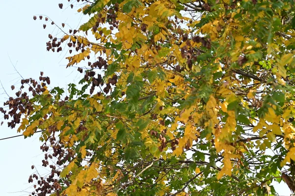 Herbstbäume Mit Blättern Nahsicht — Stockfoto