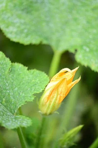 Vue Rapprochée Belles Fleurs Jaunes Dans Jardin — Photo