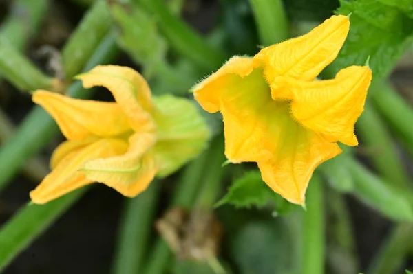 Vista Vicino Bellissimi Fiori Gialli Giardino — Foto Stock