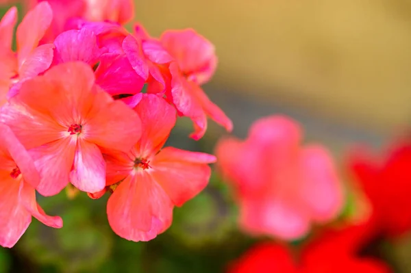 庭の綺麗なピンクの花を間近で見ることができ — ストック写真