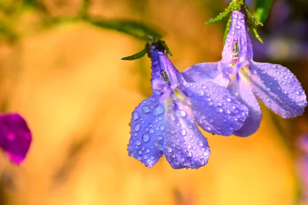 Bahçedeki güzel mor çiçeklerin yakın görüntüsü