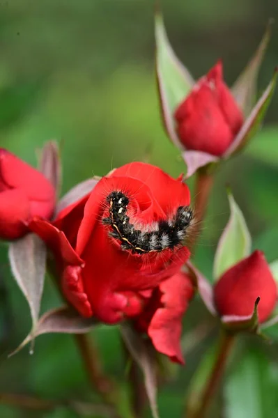庭の美しい赤いバラの花の上に座っている冬虫夏草のビューを閉じます — ストック写真