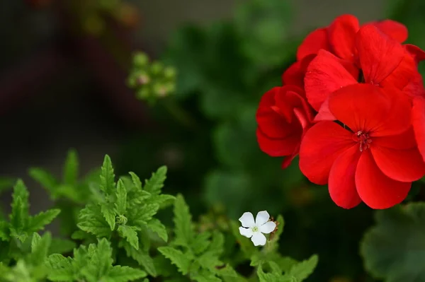 Weiße Und Rote Blumen Wachsen Garten — Stockfoto